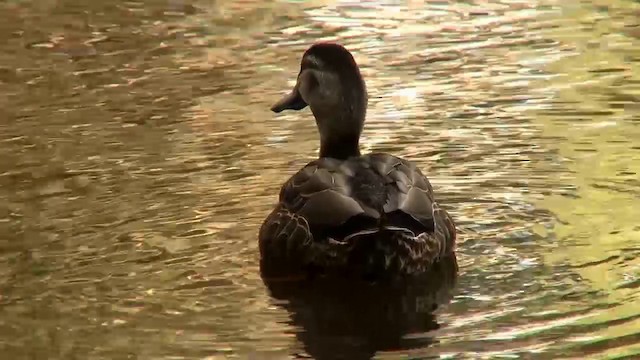 Pacific Black Duck - ML200899361