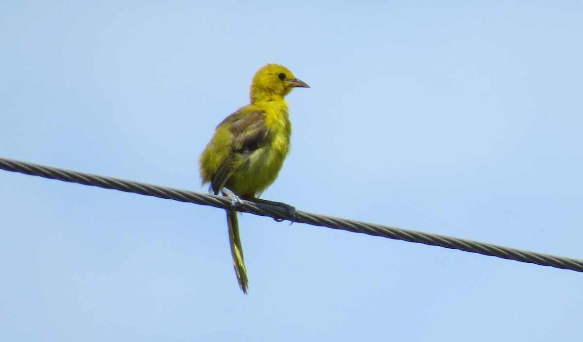 Yellow-tailed Oriole - Oliver  Komar