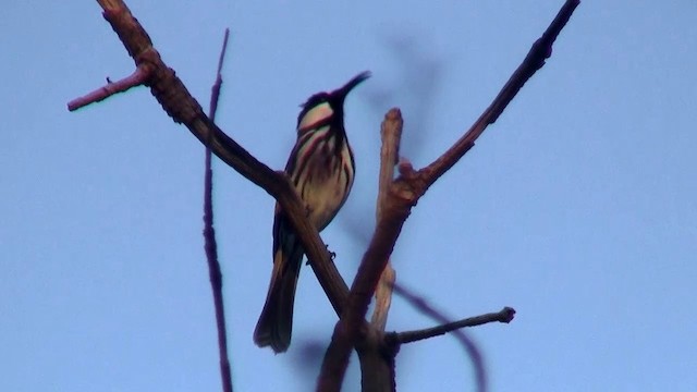 White-cheeked Honeyeater - ML200899451