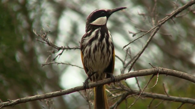 White-cheeked Honeyeater - ML200899461