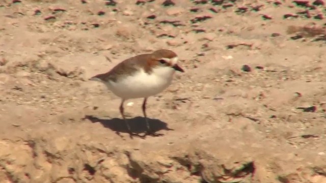 Red-capped Plover - ML200899591