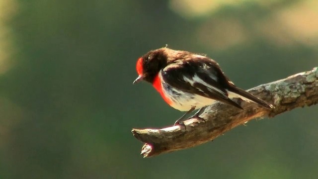 Red-capped Robin - ML200899621