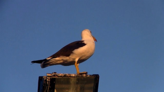Pacific Gull - ML200899641