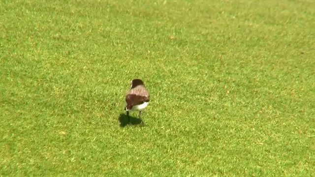 White-fronted Chat - ML200899751