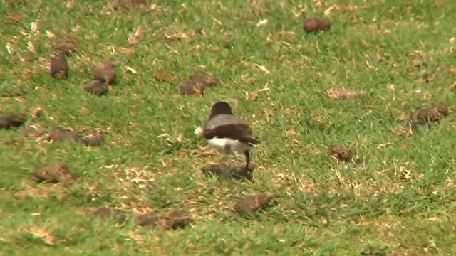 White-fronted Chat - ML200899761