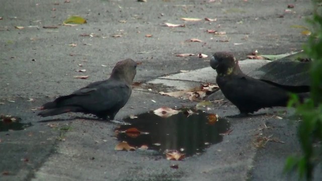 Glossy Black-Cockatoo - ML200899871