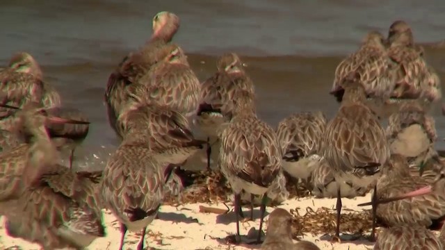 Gray-tailed Tattler - ML200899941