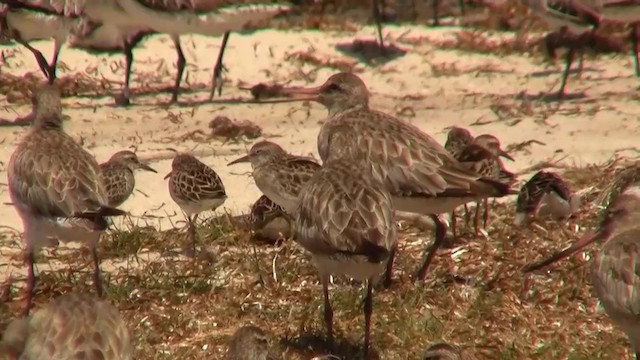 Sharp-tailed Sandpiper - ML200899951