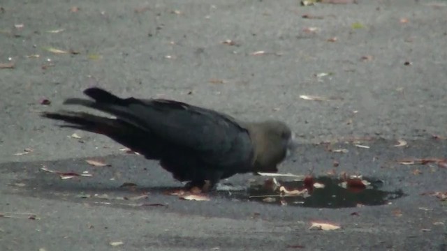 Glossy Black-Cockatoo - ML200899971