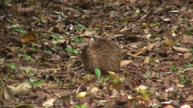 Brown Quail - ML200900021