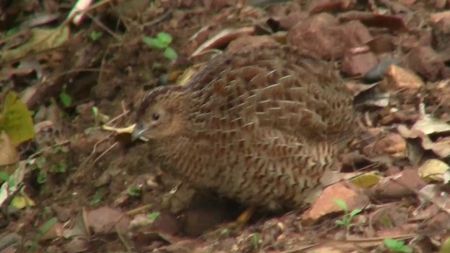 Brown Quail - ML200900031