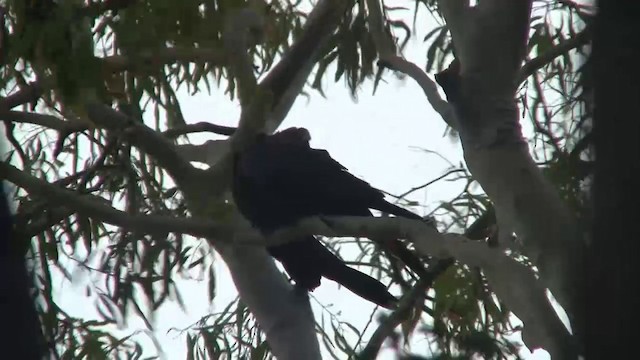 Glossy Black-Cockatoo - ML200900061