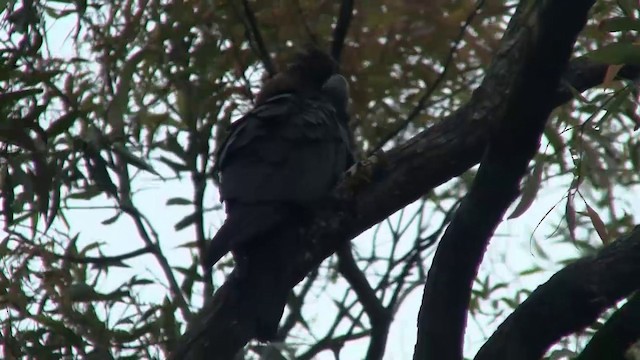 Glossy Black-Cockatoo - ML200900071