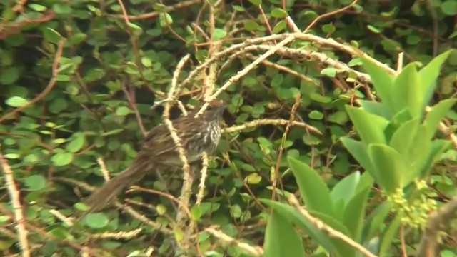 New Zealand Fernbird (New Zealand) - ML200900121