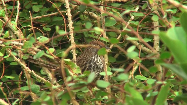 New Zealand Fernbird (New Zealand) - ML200900131