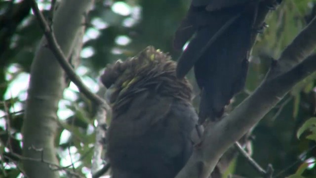 Glossy Black-Cockatoo - ML200900171