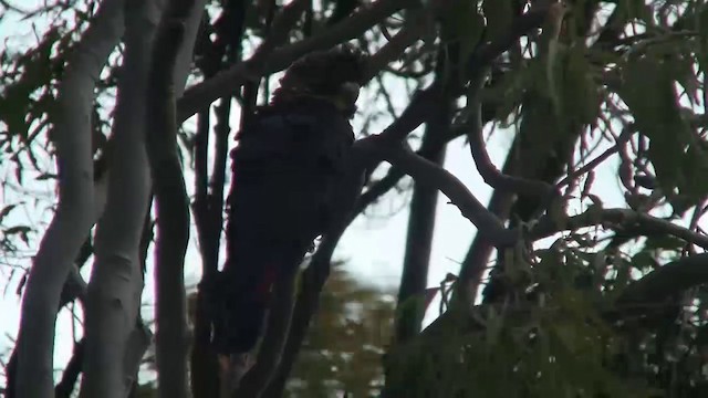 Glossy Black-Cockatoo - ML200900271