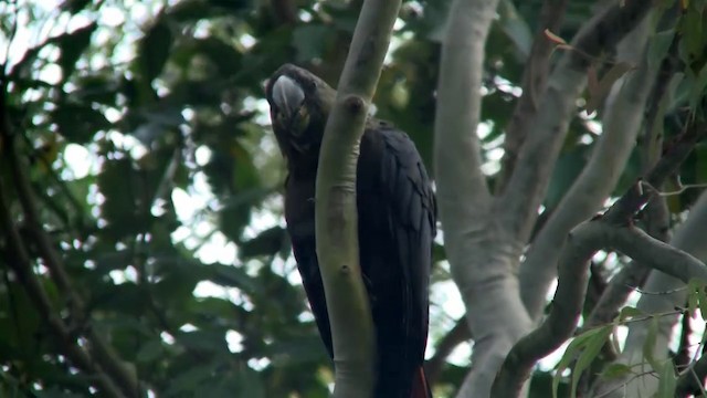 kakadu hnědohlavý - ML200900281
