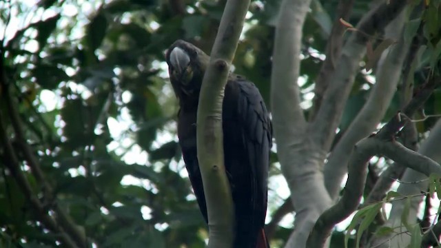 Glossy Black-Cockatoo - ML200900281