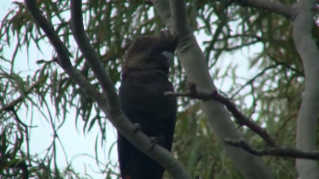 Glossy Black-Cockatoo - ML200900391