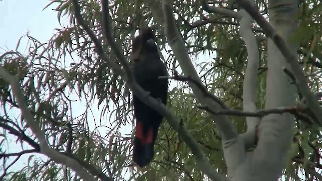 Glossy Black-Cockatoo - ML200900481