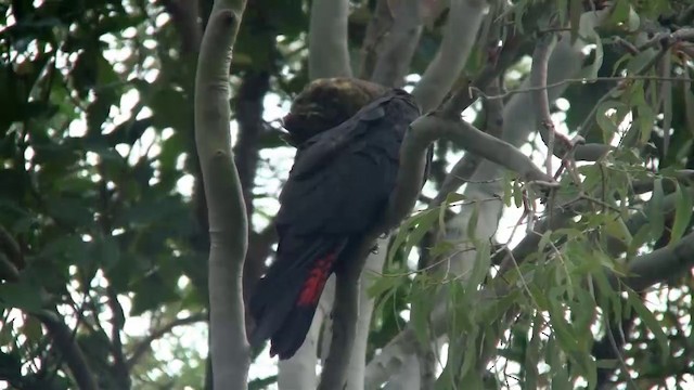 Glossy Black-Cockatoo - ML200900491