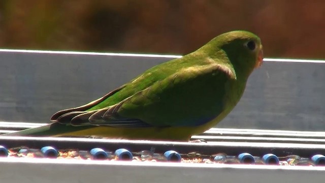 Orange-bellied Parrot - ML200900561