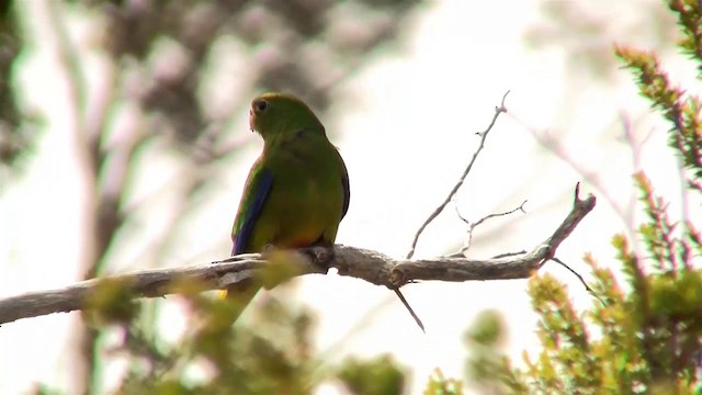 Orange-bellied Parrot - ML200900651