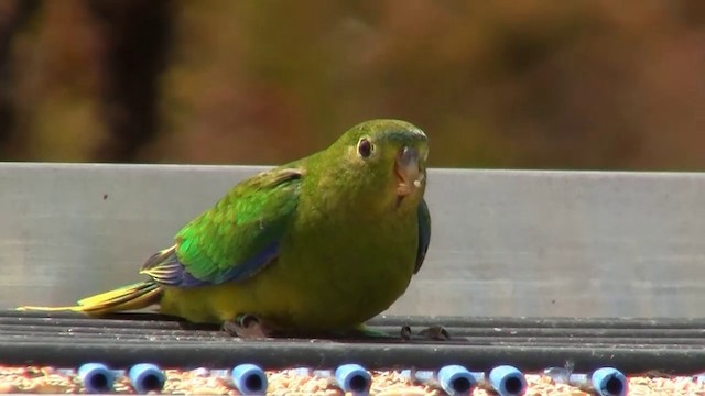 Orange-bellied Parrot - ML200900761