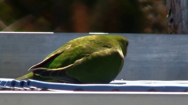 Золотистобрюхий травяной попугайчик - ML200900841