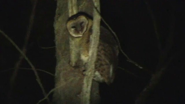 Australian Masked-Owl - ML200900901