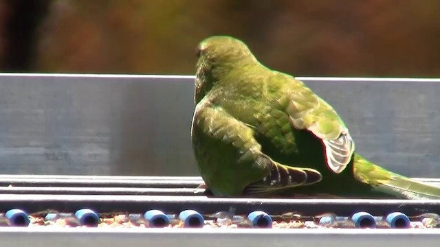 Orange-bellied Parrot - ML200900941