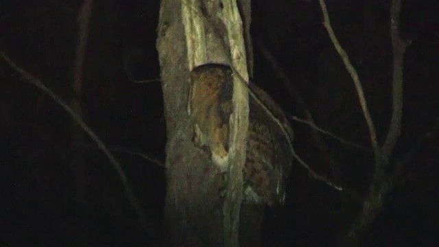 Australian Masked-Owl - ML200900981