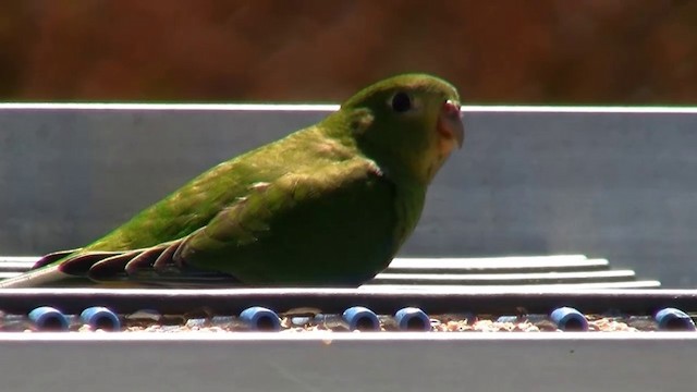 アカハラワカバインコ - ML200901051