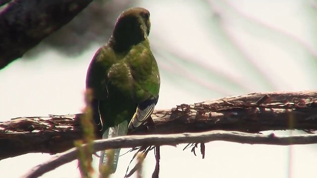 アカハラワカバインコ - ML200901151