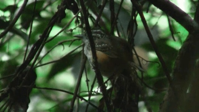 Guianan Warbling-Antbird - ML200901261