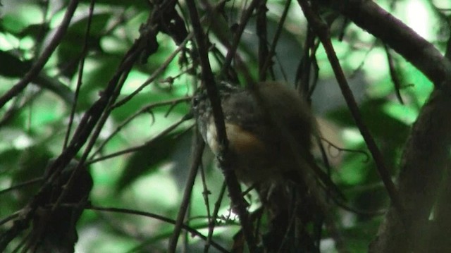 Guianan Warbling-Antbird - ML200901271