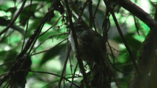 Guianan Warbling-Antbird - ML200901281