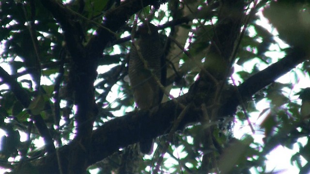 Lined Forest-Falcon - ML200901291