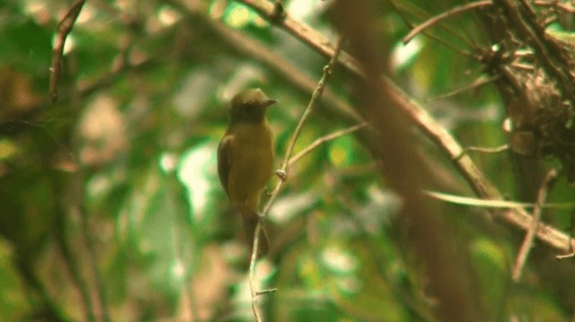 McConnell's Flycatcher - ML200901381