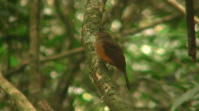 McConnell's Flycatcher - ML200901391