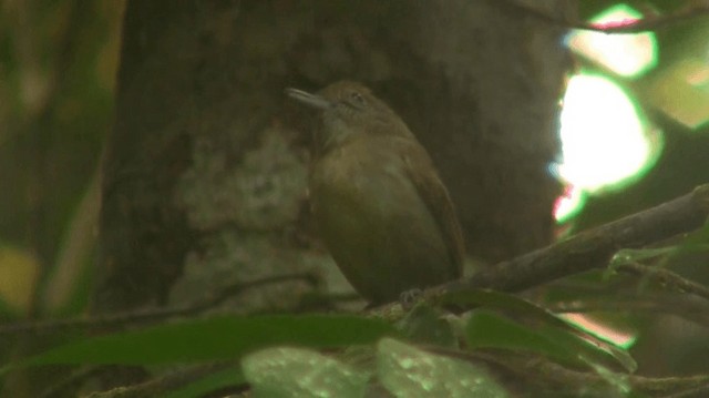 Mouse-colored Antshrike - ML200901401