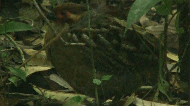 Marbled Wood-Quail - ML200901451