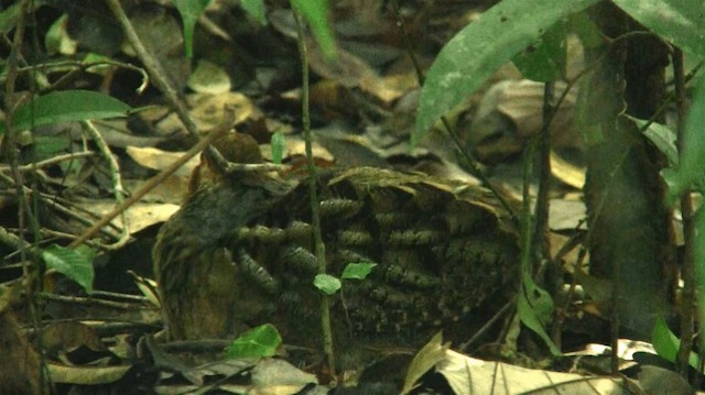 Marbled Wood-Quail - ML200901461