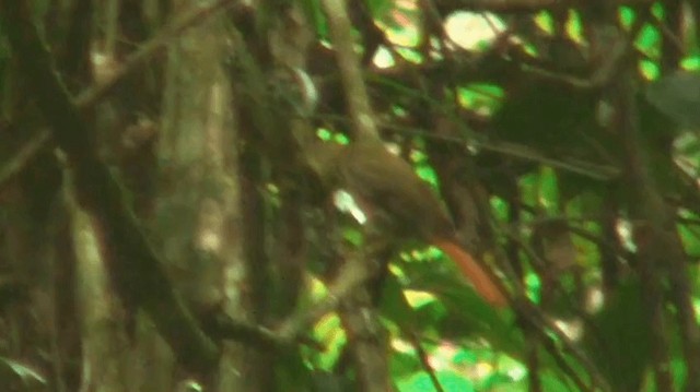 Rufous-rumped Foliage-gleaner - ML200901511