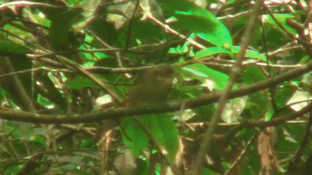 Rufous-rumped Foliage-gleaner - ML200901521