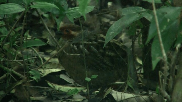 Marbled Wood-Quail - ML200901551