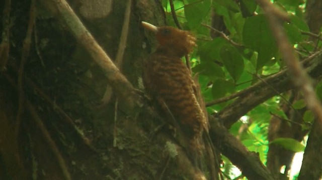 Waved Woodpecker (Waved) - ML200901631