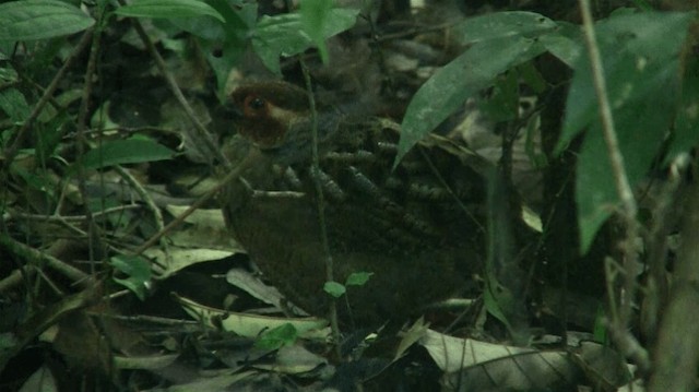 Marbled Wood-Quail - ML200901661
