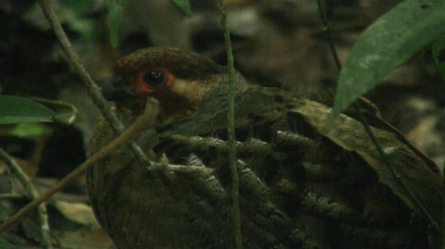 Marbled Wood-Quail - ML200901671